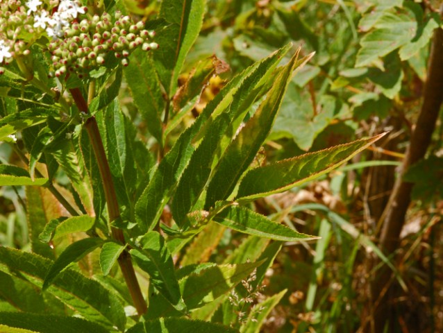 Una pianta con dei piccoli fiori bianchi  - Sambucus ebulus